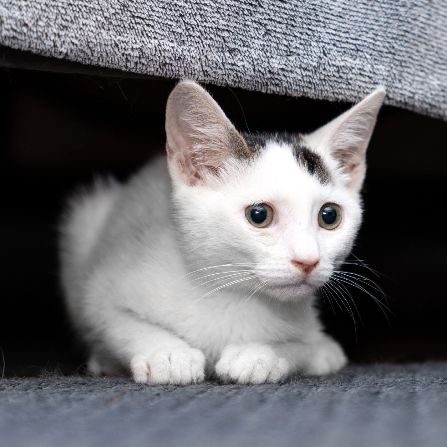 Gatito criollo con ansiedad-1.jpg